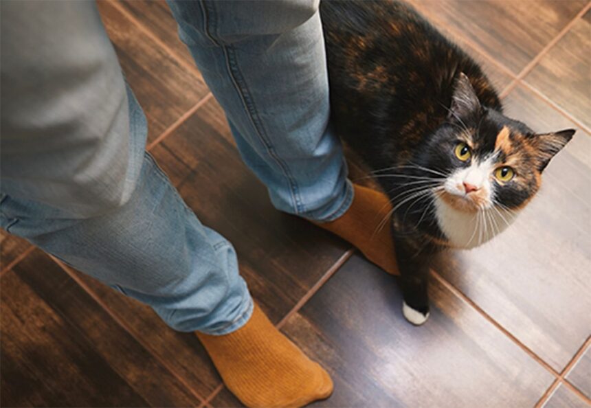 De ce pisica ta te urmărește pas cu pas în locuință? Află ce mesaj ascuns îți transmite 1 motivul real pentru care pisica te urmareste peste tot in casa ce mesaj vrea sa ti transmita de fapt 684bdba6a9cd3