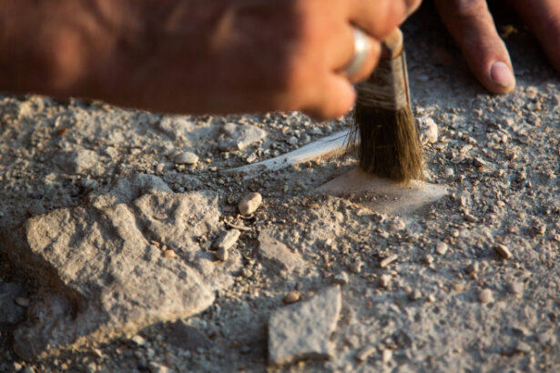 noi dovezi arheologice oamenii populau teritoriul americii in urma cu 23 000 de ani ce au descoperit cercetatorii in new mexico 6854de40f0c9c