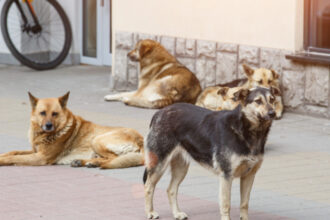 o femeie marea britanie a murit de rabie dupa ce a fost zgariata usor de un catelus a inceput cu o durere de cap 6852eae2d69da