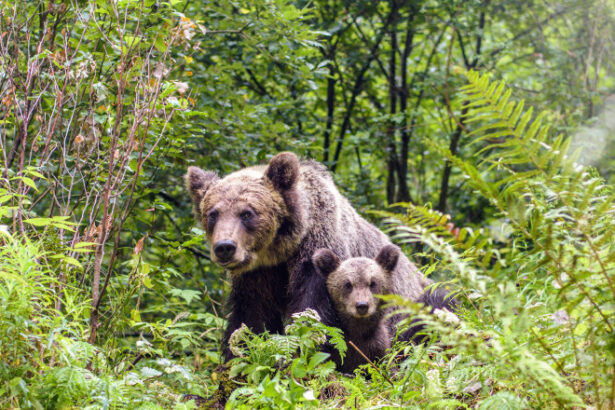 o ursoaica si doi pui au fost vazuti pe o strada din busteni localnicii avertizati prin ro alert 68465d51eddea