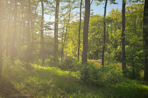 peste 150 de ong uri cer partidelor sa includa in programul de guvernare crearea centurilor verzi in jurul oraselor nu mai avem timp 683f1170a2b23