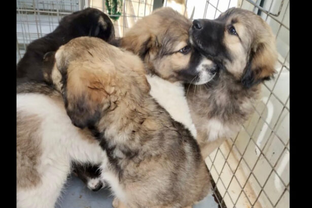 peste 250 de caini ridicati de pe domeniul public in luna mai aspa aminteste de programele gratuite de sterlizare 683ef8efbb211