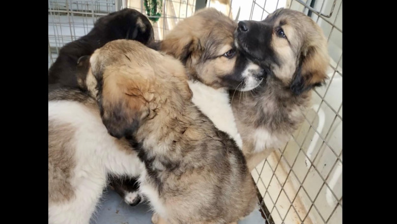 Mai mult de 250 de câini salvați de pe străzi în luna mai. ASPA reiterează importanța programelor gratuite de sterilizare 1 peste 250 de caini ridicati de pe domeniul public in luna mai aspa aminteste de programele gratuite de sterlizare 683ef8efbb211