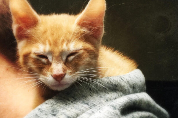 pisicile domesticite mult mai tarziu decat s a crezut primele feline erau mancate iar blana lor folosita drept vesmant 6844aa877deae