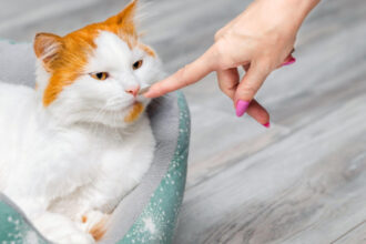 pisicile fac diferenta intre stapani si straini dupa miros arata un nou studiu ce se stia pana acum 683c0999e31d2