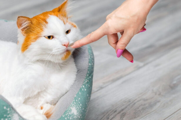 pisicile fac diferenta intre stapani si straini dupa miros arata un nou studiu ce se stia pana acum 683c0999e31d2