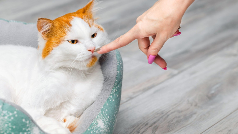 Pisicile deosebesc stăpânii de străini prin miros, dezvăluie un nou studiu. Ce informații am avut până acum 1 pisicile fac diferenta intre stapani si straini dupa miros arata un nou studiu ce se stia pana acum 683c0999e31d2