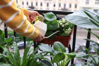 planta care atrage abundenta in viata ta conform expertilor feng shui trebuie sa o ai neaparat in casa in luna iulie 685a5da1157b0