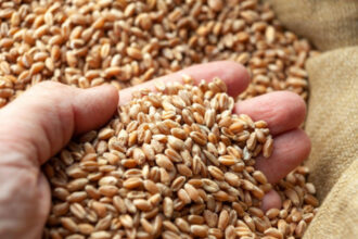 productie record de grau romania va avea in acest an cea mai mare recolta de dupa 1997 6850e9abf20be