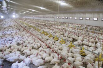 revealed more than 24000 factory farms have opened across europe 684afd89bd34f