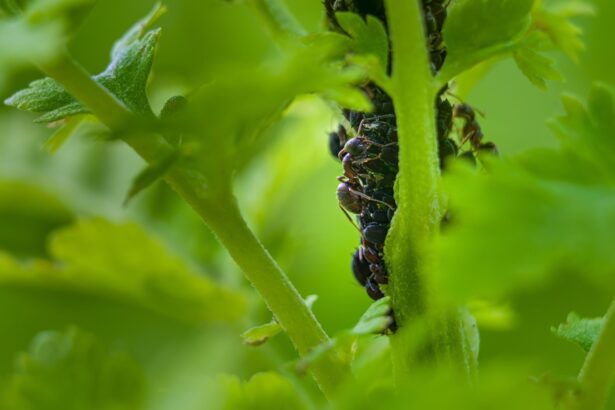 scapa de furnicile in gradina cu un ingredient din bucatarie solutia naturala e foarte eficienta 6841c01680575