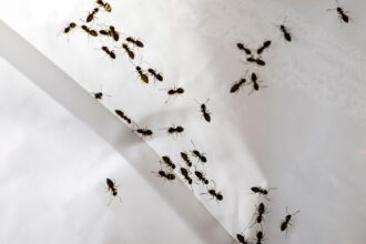 scapa rapid de furnici cu acest ulei care nu costa mai mult de 30 de lei mirosul lui le alunga 685574f4b4056