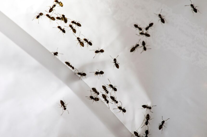 Elimină eficient furnicile cu acest ulei accesibil, sub 30 de lei! Aroma sa le ține la distanță 1 scapa rapid de furnici cu acest ulei care nu costa mai mult de 30 de lei mirosul lui le alunga 685574f4b4056