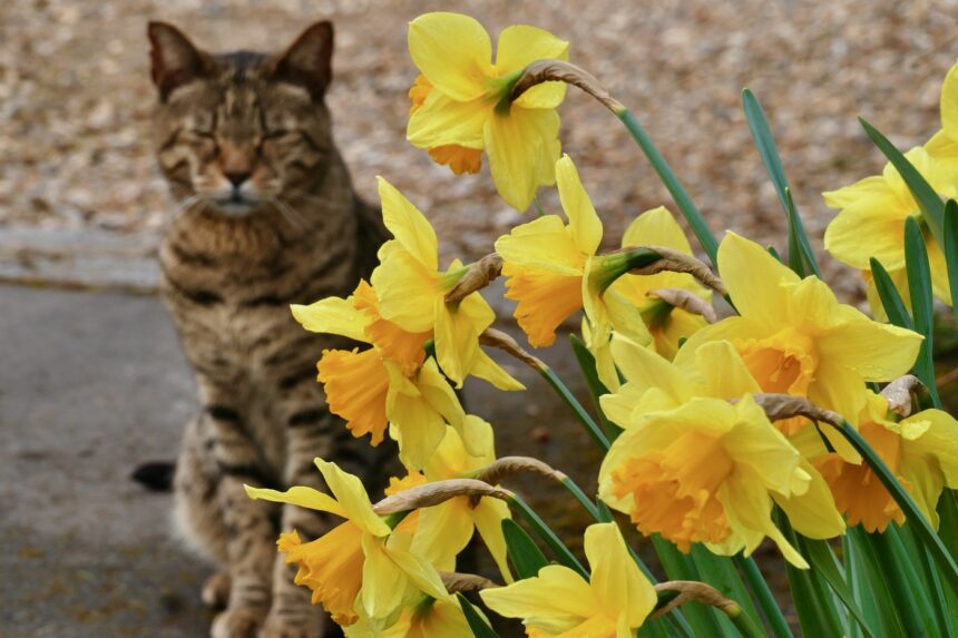 sunt frumoase dar pot fi letale florile toxice pe care multi romani le au in gradina fara sa stie la ce pericole se expun 684fd8380d1f2