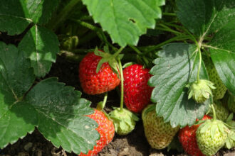 trucul simplu care tine melcii departe de capsuni ai nevoie de un singur ingredient 684006323afef