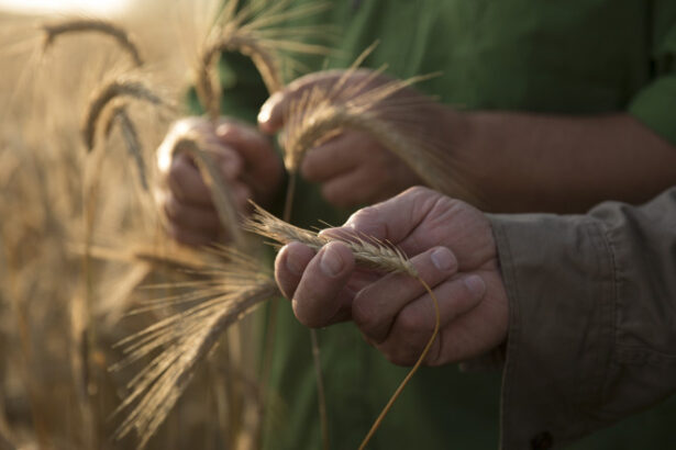 video 400 de soiuri de grau testate de cercetatorii din iasi expertii vor sa afle care rezista cel mai bine la vremea extrema din romania 6856788223cfb