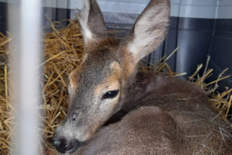 video alerta de rabie la o facultate din iasi din cauza unei caprioare studentii au fost sfatuiti sa se vaccineze 685d4fa6a1dfb