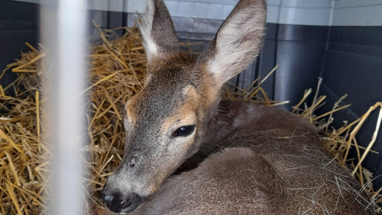 Atenție: Pericol de rabie la o universitate din Iași din cauza unei căprioare. Studenții sunt îndemnați să se vaccineze. 1 video alerta de rabie la o facultate din iasi din cauza unei caprioare studentii au fost sfatuiti sa se vaccineze 685d4fa6a1dfb