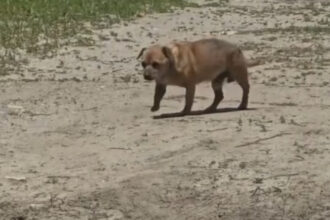 video amenda de 12 000 de lei pentru un barbat care a abandonat un caine in statiunea mamaia 6842d4c7ebcc1