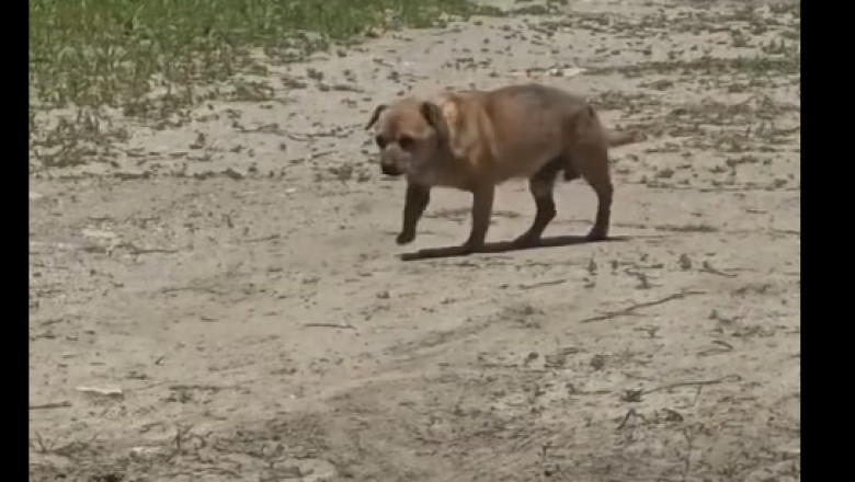 Bărbat sancționat cu 12.000 de lei pentru abandonul unui câine în stațiunea Mamaia 1 video amenda de 12 000 de lei pentru un barbat care a abandonat un caine in statiunea mamaia 6842d4c7ebcc1