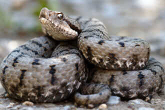 video barbat prins cu 47 de vipere pe un aeroport din india serpii erau indesati in bagaje de cala 683d8c322e317