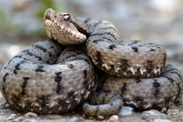 video barbat prins cu 47 de vipere pe un aeroport din india serpii erau indesati in bagaje de cala 683d8c322e317