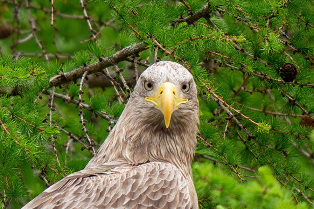 video care este animalul cu cea mai buna vedere din lume concluzia la care au ajuns cercetatorii americani 6861198d7c646