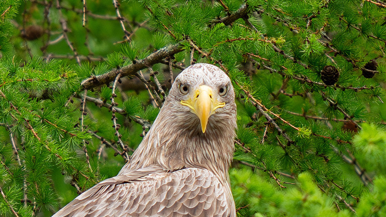 Cercetătorii americani au descoperit care este animalul cu cele mai remarcabile abilități vizuale. 1 video care este animalul cu cea mai buna vedere din lume concluzia la care au ajuns cercetatorii americani 6861198d7c646