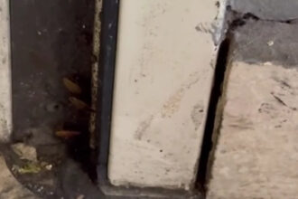 video comisarii anpc au controlat din nou restaurantul chinezesc dintr un mall al capitalei gandaci produse expirate si pereti murdari 685783b2843b2