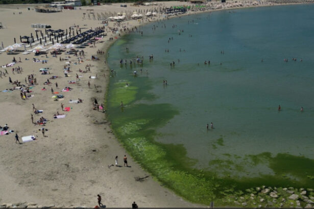 video covor de alge pe litoral la inceput de sezon cum explica specialistii fenomenul intalnit de regula spre finalul verii 68426b4fb8b75