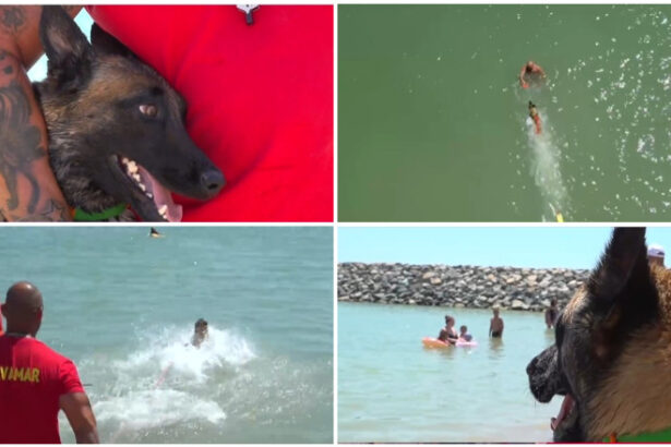 video e foarte jucausa si prietenoasa chelsea primul caine salvamar de pe plaja din costinesti care este rolul ei in echipa 6860e3e70642a