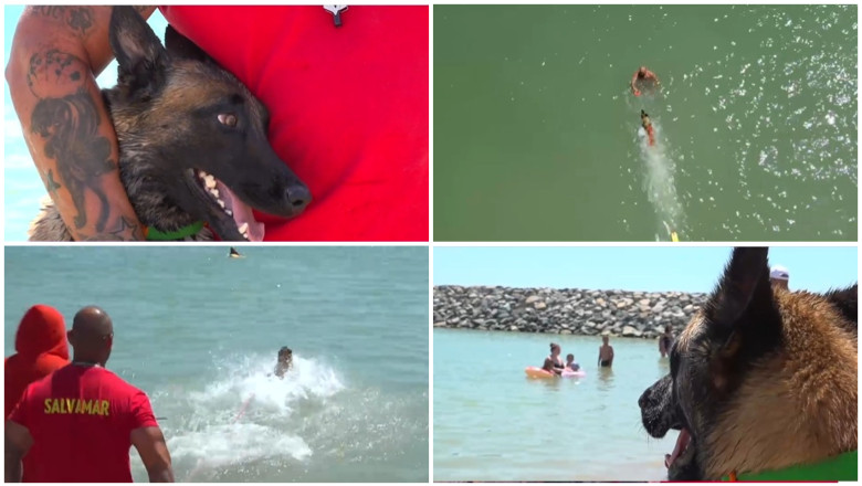 „Chelsea, primul câine salvamar de pe plaja din Costinești: o prietenă jucăușă cu un rol esențial în salvare.” 1 video e foarte jucausa si prietenoasa chelsea primul caine salvamar de pe plaja din costinesti care este rolul ei in echipa 6860e3e70642a