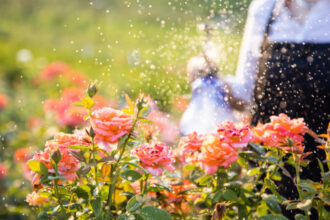 video gradina botanica cu peste 800 de soiuri de trandafiri din toata lumea cum arata focul de tabara obtinut in romania anilor 70 6850f88e8be57