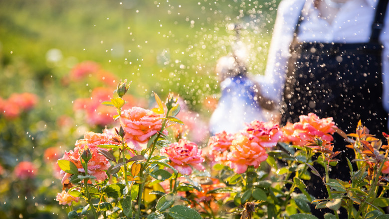O călătorie în grădina botanică: Peste 800 de soiuri de trandafiri din întreaga lume și povestea „Focului de tabără” din România anilor '70 1 video gradina botanica cu peste 800 de soiuri de trandafiri din toata lumea cum arata focul de tabara obtinut in romania anilor 70 6850f88e8be57