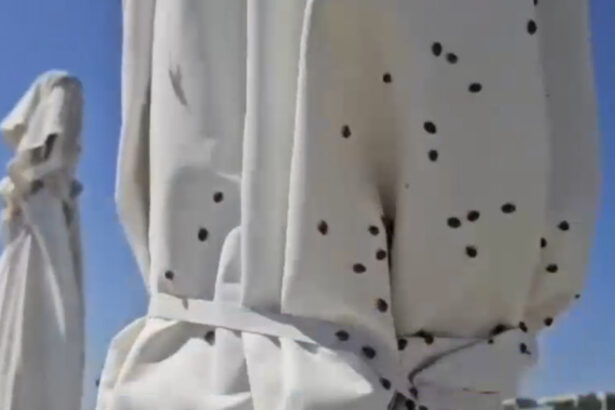 video invazie de gargarite pe litoral am fugit de la navodari dar vad ca s au tinut dupa noi ne pisca ne ciupesc 68613b14d8c93