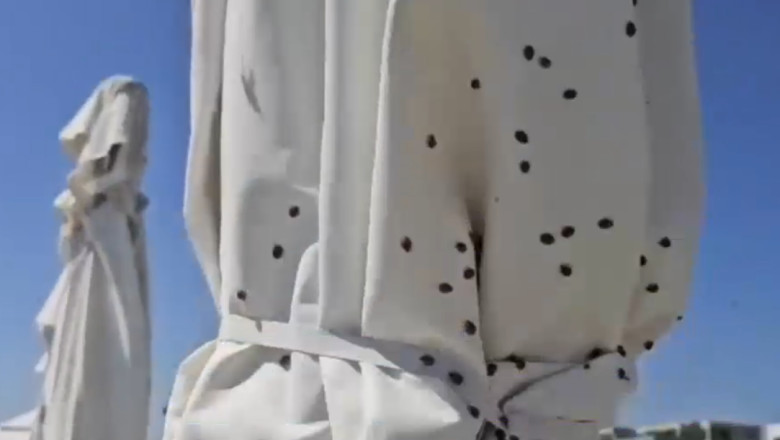 Invazia gărgărițelor pe litoral: „Am fugit din Năvodari, dar ne urmăresc. Ne pișcă, ne ciupesc.” 1 video invazie de gargarite pe litoral am fugit de la navodari dar vad ca s au tinut dupa noi ne pisca ne ciupesc 68613b14d8c93