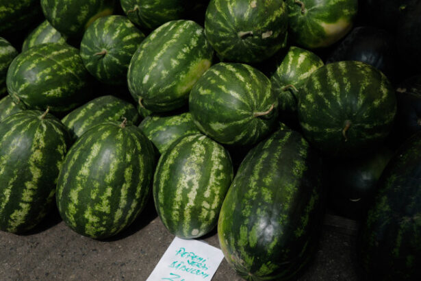 video pepenii romanesti in pericol de disparitie suprafata cultivata a scazut in timp ce fermierii cauta aternativa mai profitabila 68529fee6a85e