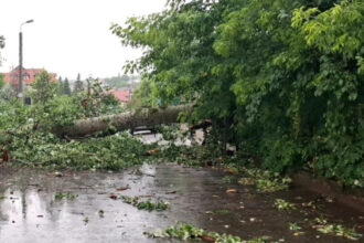 video plopul lui eminescu prabusit la iasi in timpul unei furtuni va fi folosit de sculptori creatiile vor fi expuse in acelasi loc 685c5de72227e