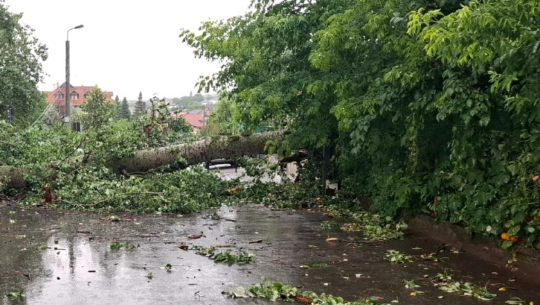 „Plopul lui Eminescu, doborât de furtună la Iași, va deveni sursă de inspirație pentru sculptori, iar operele lor vor fi prezentate în același cadru.” 1 video plopul lui eminescu prabusit la iasi in timpul unei furtuni va fi folosit de sculptori creatiile vor fi expuse in acelasi loc 685c5de72227e