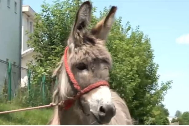 video povestea magarusului petrica din marginimea sibiului care a ajuns la facultate la iasi are o singura sarcina sa stea cuminte 6850f895f1885