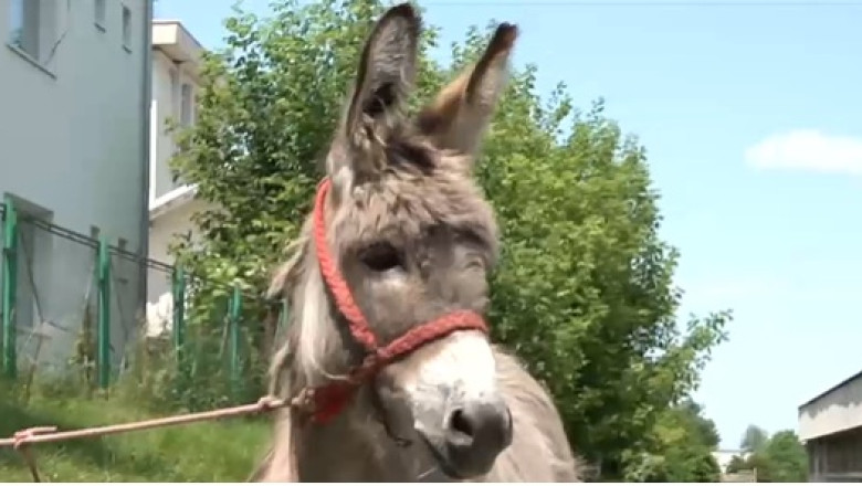 Aventura lui Petrică, măgărușul din Mărginimea Sibiului, care a pășit pe calea studiilor la Iași. Misiunea lui: să fie cuminte 1 video povestea magarusului petrica din marginimea sibiului care a ajuns la facultate la iasi are o singura sarcina sa stea cuminte 6850f895f1885