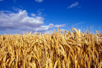 video romania va avea o productie record la cereale in 2025 fermierii sunt multumiti de prognoza culturile de grau ajutate de ploi 68452a6fe72c6