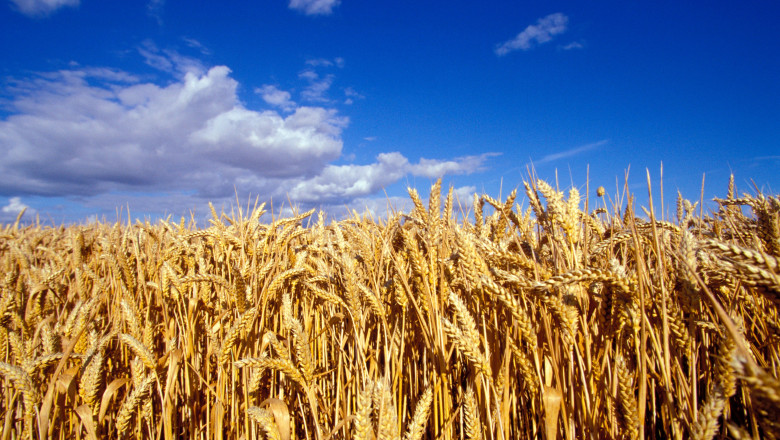 România se pregătește pentru o recoltă record de cereale în 2025. Fermierii salută prognoza optimistă: ploi favorabile pentru culturile de grâu 1 video romania va avea o productie record la cereale in 2025 fermierii sunt multumiti de prognoza culturile de grau ajutate de ploi 68452a6fe72c6