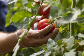 video rosiile in pericol din cauza caniculei temperaturile in solarii ajung si la 45 de grade celsius cat costa acum kilogramul in piete 685106a3104be