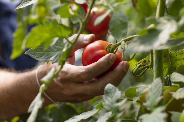 video rosiile in pericol din cauza caniculei temperaturile in solarii ajung si la 45 de grade celsius cat costa acum kilogramul in piete 685106a3104be