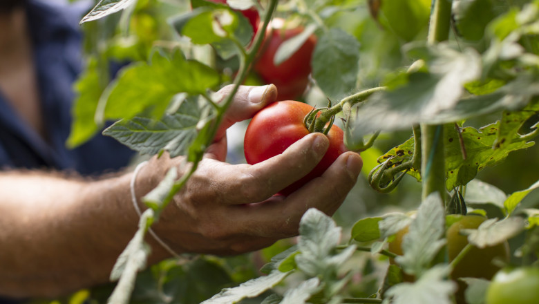 Roșiile, amenințate de căldura extremă: solariile ating până la 45 de grade Celsius. Ce preț are acum kilogramul în piețe? 1 video rosiile in pericol din cauza caniculei temperaturile in solarii ajung si la 45 de grade celsius cat costa acum kilogramul in piete 685106a3104be