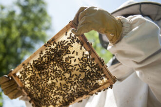 video saracie ca niciodata mierea de salcam mai putina si mai scumpa anul acesta cauzele care au dus la moartea a milioane de albine 6850ea782fb28
