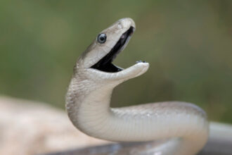 video serpi in apropierea unui restaurant si intr o scara de bloc din mehedinti au intervenit jandarmii 683ed9318af45