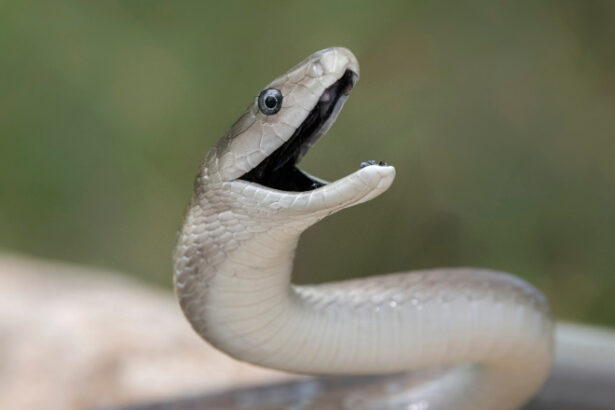 video serpi in apropierea unui restaurant si intr o scara de bloc din mehedinti au intervenit jandarmii 683ed9318af45