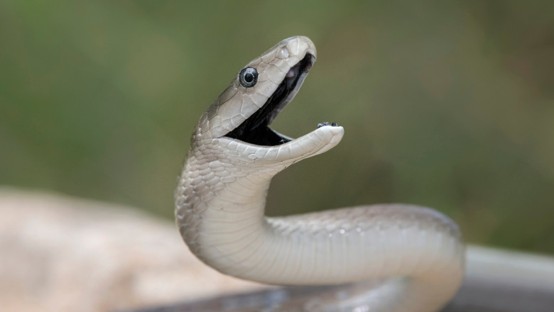 Șerpi surprinși în vecinătatea unui restaurant și într-o scară de bloc din Mehedinți. Jandarmii au intervenit 1 video serpi in apropierea unui restaurant si intr o scara de bloc din mehedinti au intervenit jandarmii 683ed9318af45